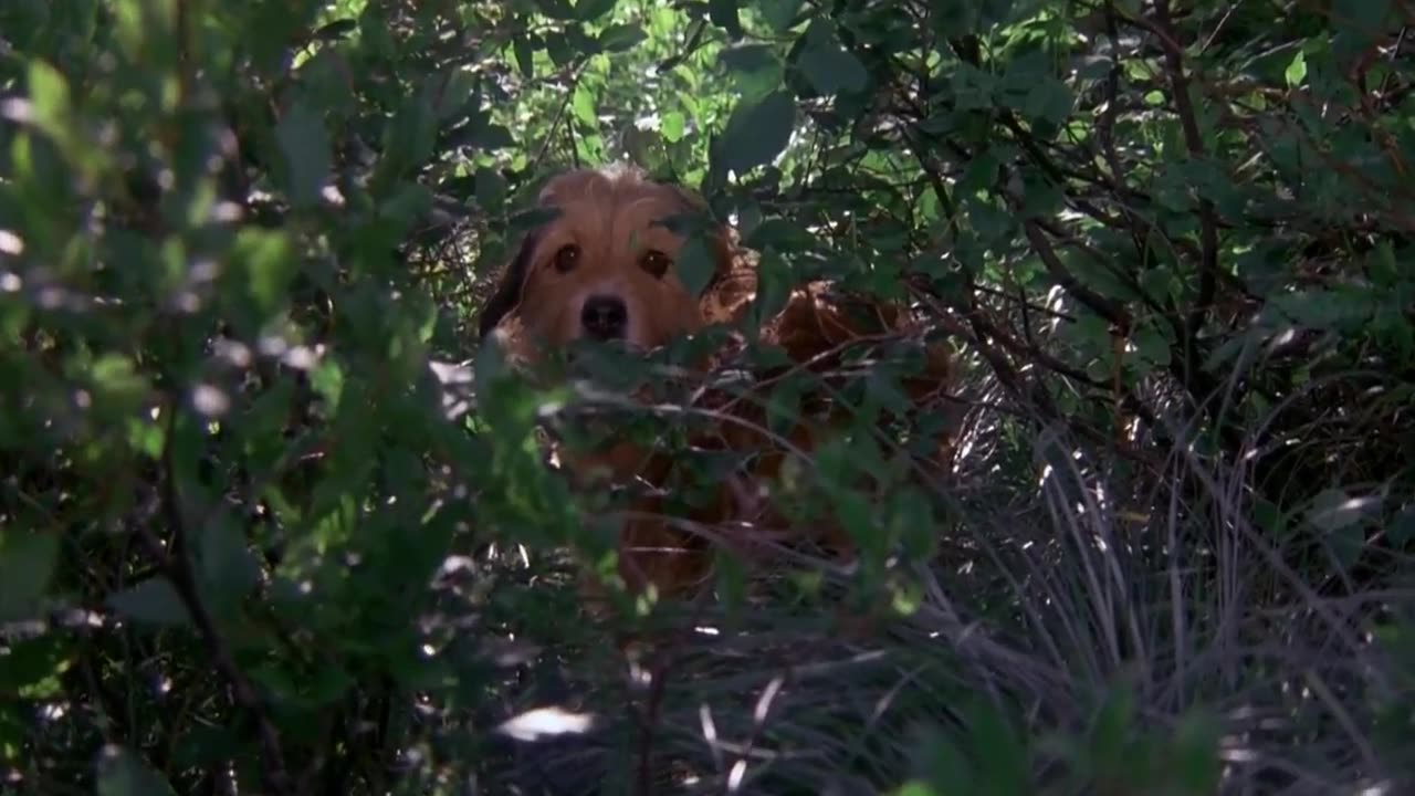 Benji the hunted movie