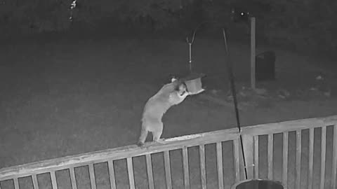 Raccoon