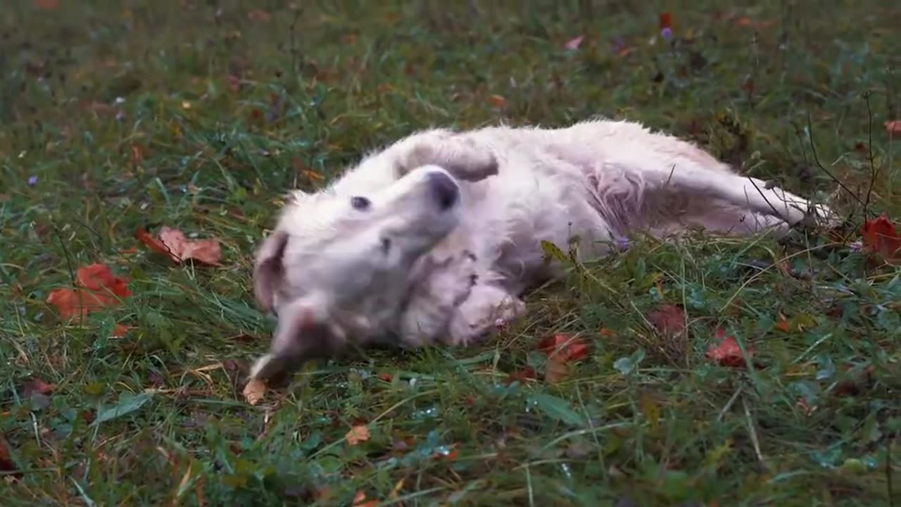 Dog, puppy, field