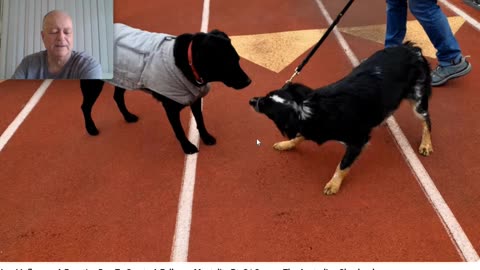 Flipping the Script on Keven Murdaugh's Copy Cat Cesar Millan Approach - Pt 7