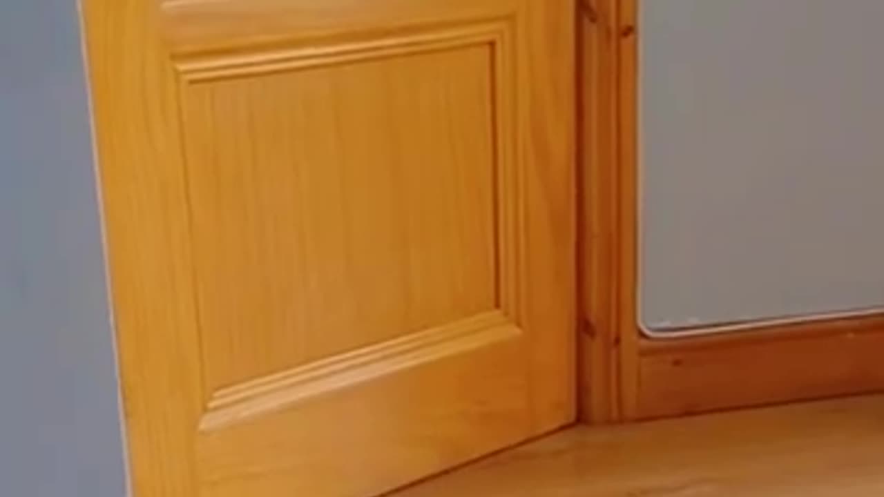funny cat