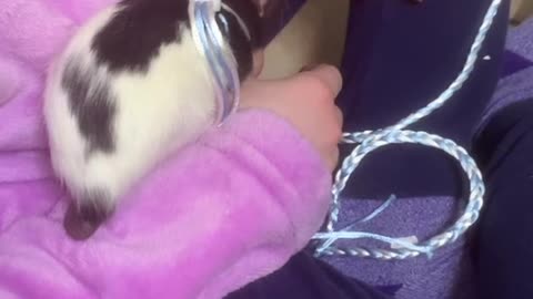 Wednesday Uses Me as Her Playground 😂❤️ (Fancy Rat Adventures)