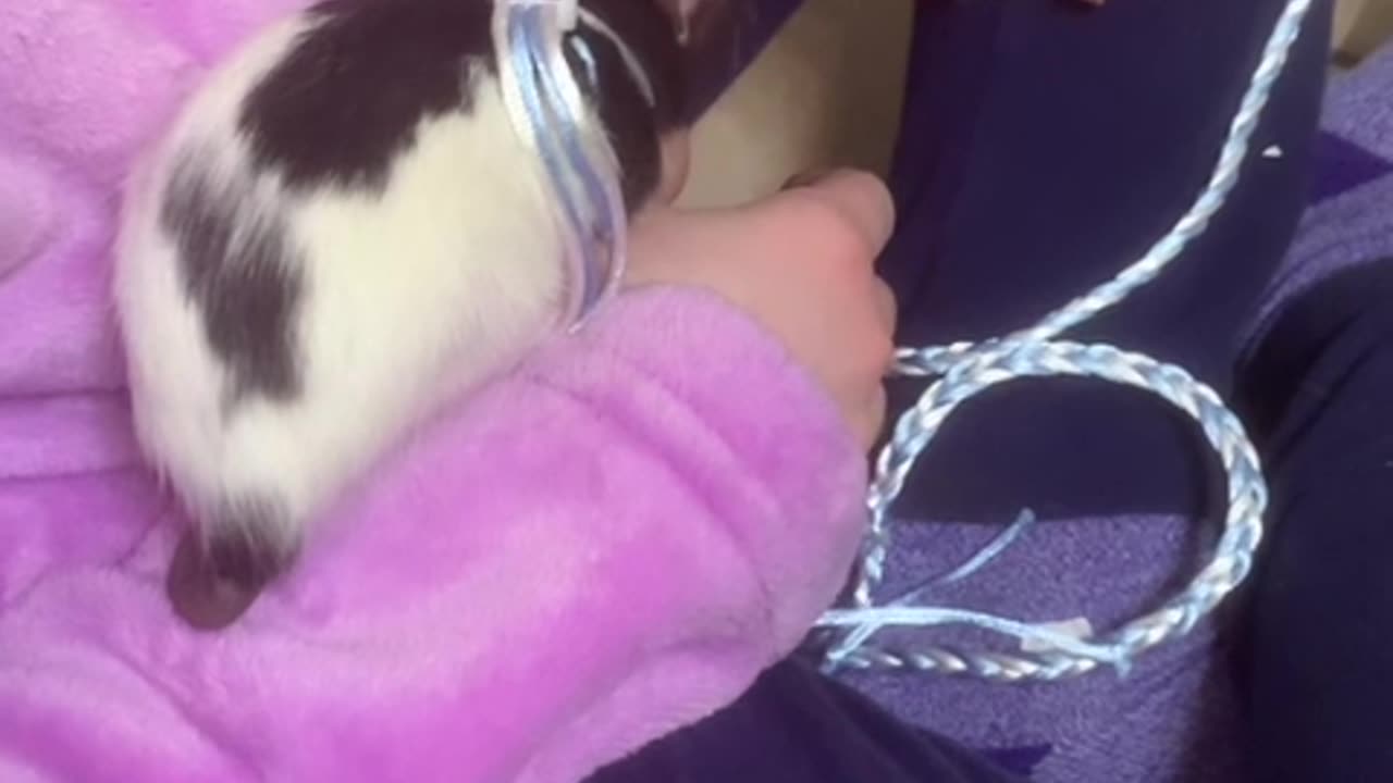 Wednesday Uses Me as Her Playground 😂❤️ (Fancy Rat Adventures)