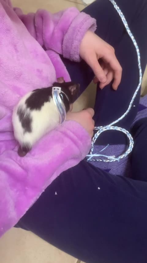 Wednesday Uses Me as Her Playground 😂❤️ (Fancy Rat Adventures)