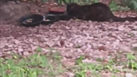 Cat eating