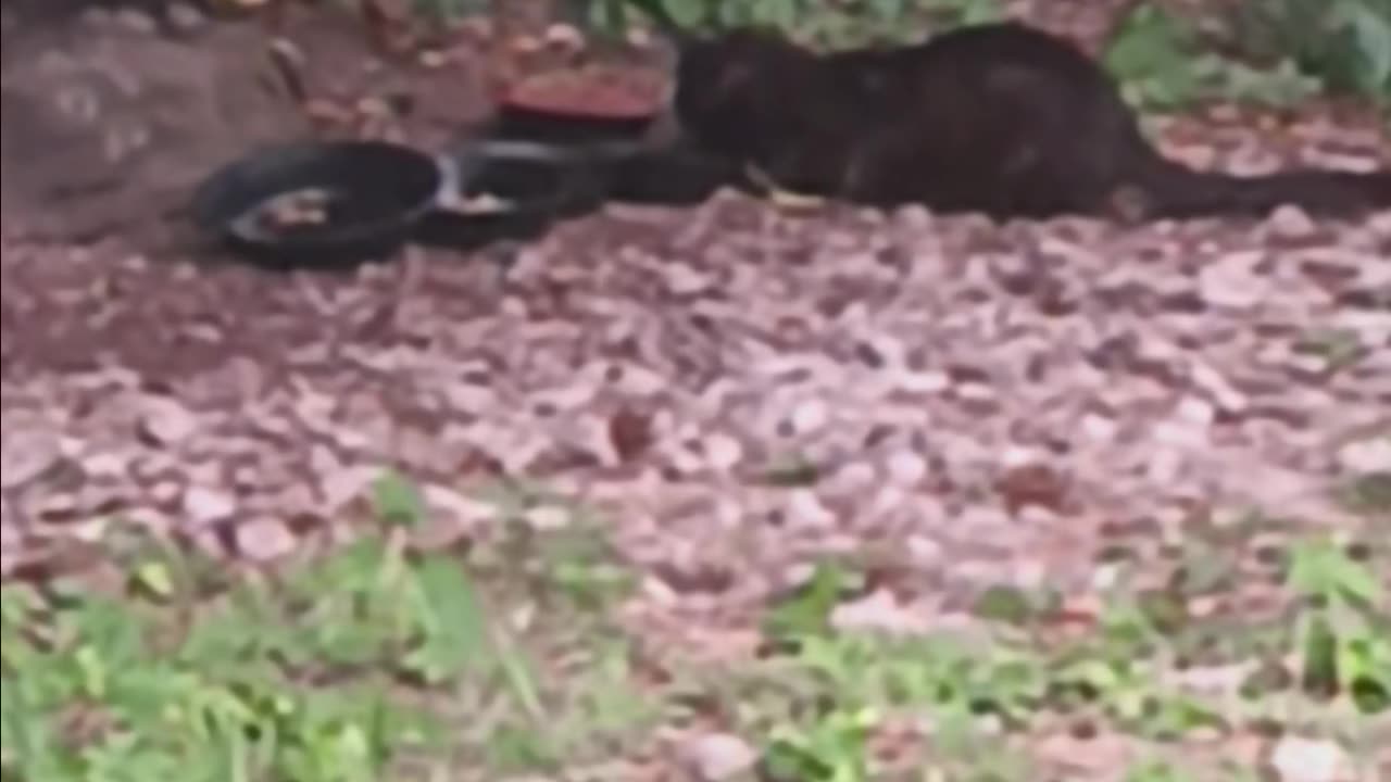 Cat eating