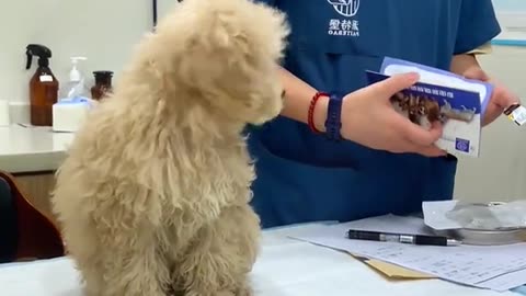 Funny video