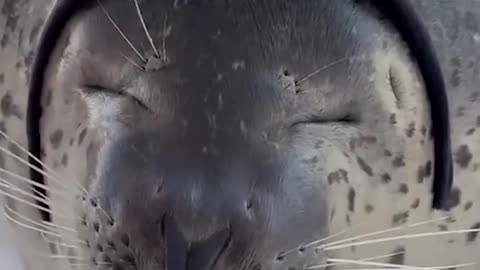 i love seals