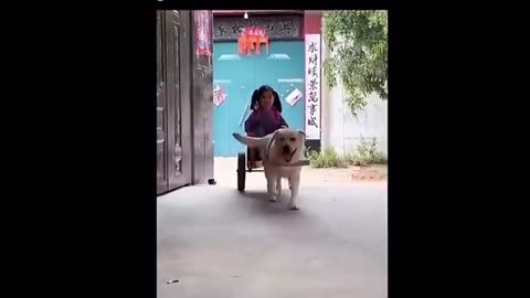 Viral video virat videos viral show viral shorts funny videos