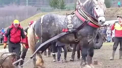 🤯✨ Discover The Largest Horse Breed in the World! | FeedMyCuriosity