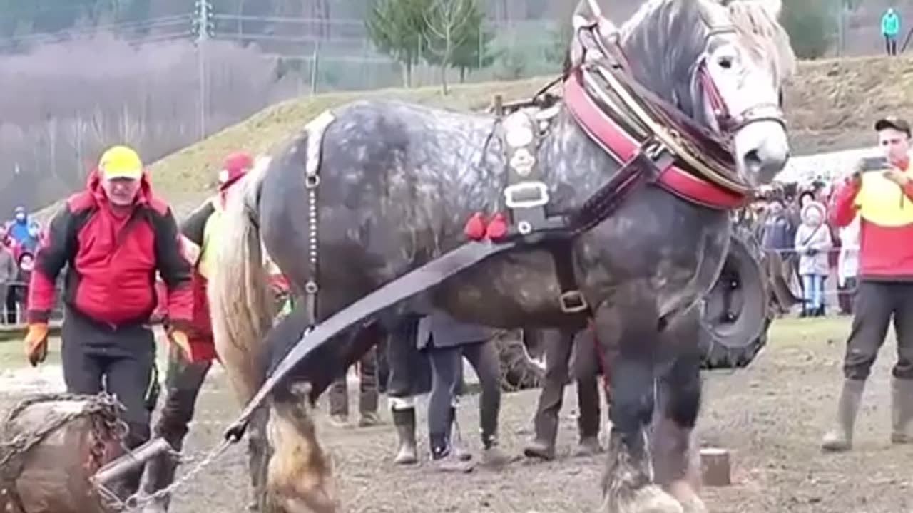 🤯✨ Discover The Largest Horse Breed in the World! | FeedMyCuriosity