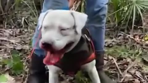 Wild Boar caught by american bulldog