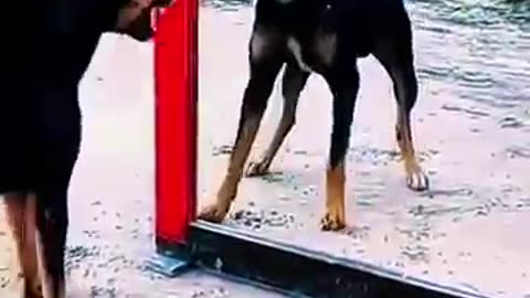 funny video dogs 🤣🤣🤣🤣#funny #funnyshorts #funnycomedy #funnyvideos #funnydogsvideos