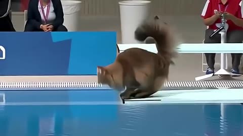 cat ai video 14 2025