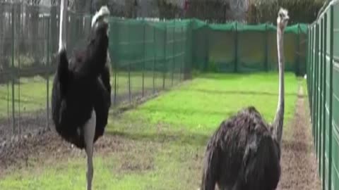 ostrich