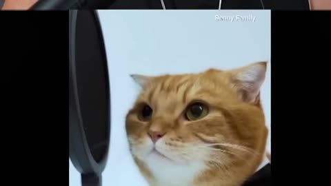 Orange Cat Beatboxes to Dopamine – Must-See Performance!