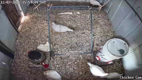 Millar Time Chicken Cam