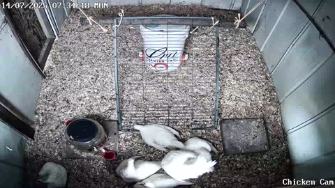 Millar Time Chicken Cam