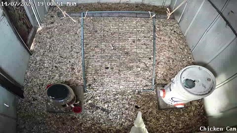 Millar Time Chicken Cam