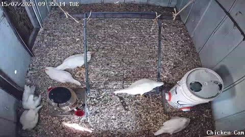 Millar Time Chicken Cam