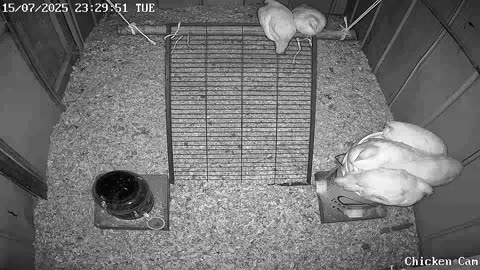 Millar Time Chicken Cam