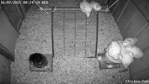 Millar Time Chicken Cam