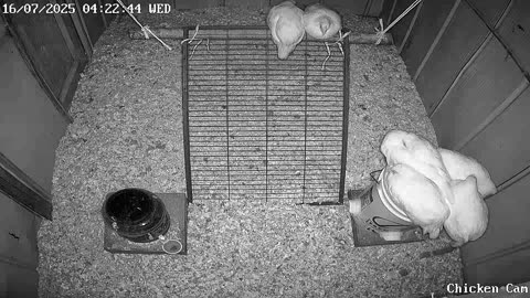 Millar Time Chicken Cam