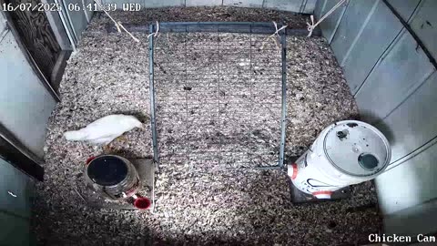 Millar Time Chicken Cam