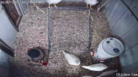 Millar Time Chicken Cam