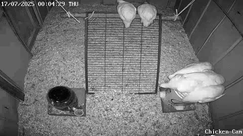 Millar Time Chicken Cam