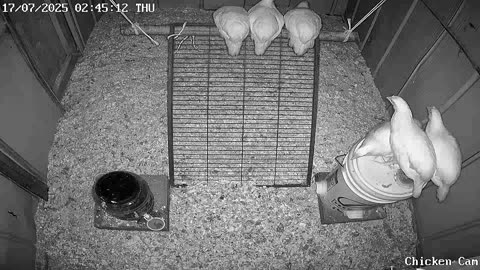 Millar Time Chicken Cam