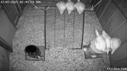 Millar Time Chicken Cam