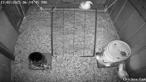 Millar Time Chicken Cam