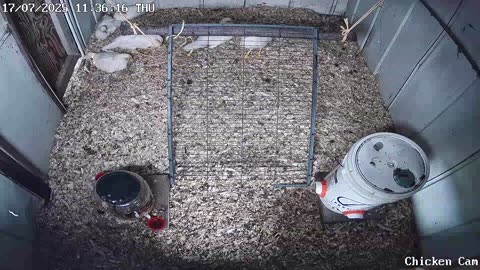 Millar Time Chicken Cam