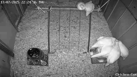 Millar Time Chicken Cam