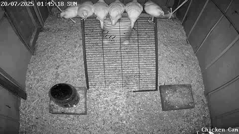 Millar Time Chicken Cam