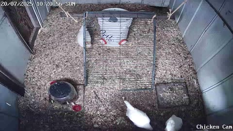 Millar Time Chicken Cam