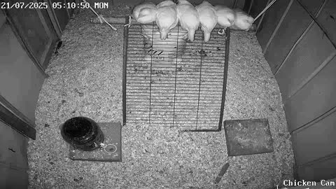 Millar Time Chicken Cam
