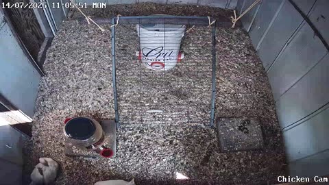 Millar Time Chicken Cam
