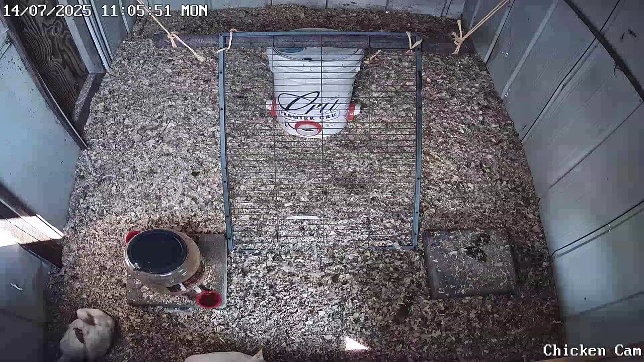 Millar Time Chicken Cam