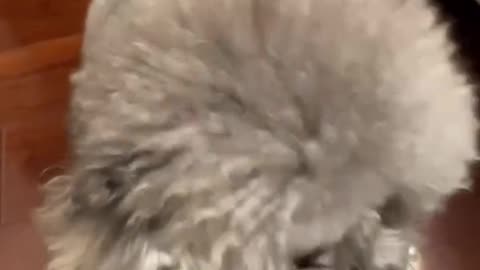 If you are watching this video, know that God has made you the guardian angel of a hungry cat💝