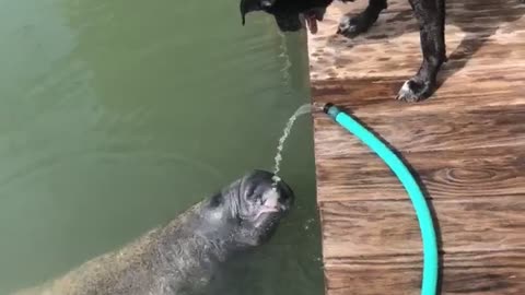 Land And Sea Puppies Share Water Hose