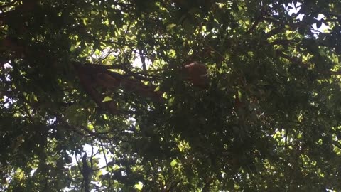 Squirrel picking acorns on tree