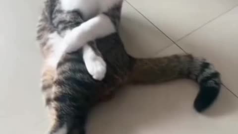 Funny Cat Video