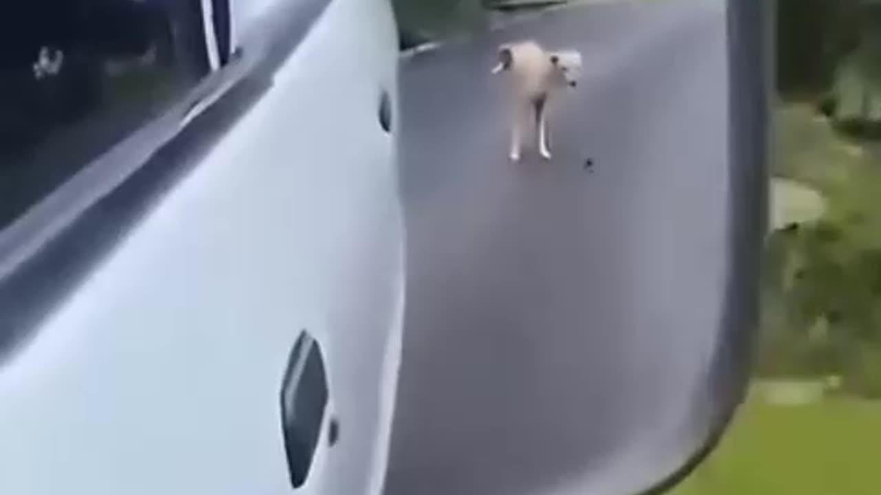 Funny animal videos