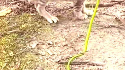 Snake Strangles, Cat Shocking