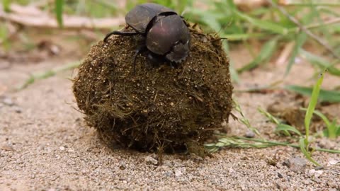 Wildest Survival | Animal Attraction