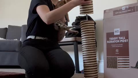Kitten Won't Let Owner Build Scratching Post