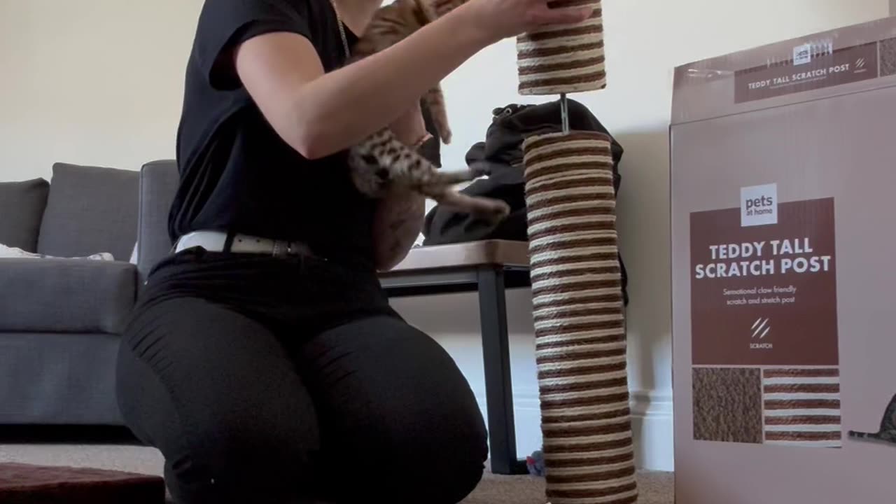 Kitten Won't Let Owner Build Scratching Post