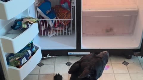 😂🐶 Hot Dog Is The Cutest Fail Ever! | FunFM